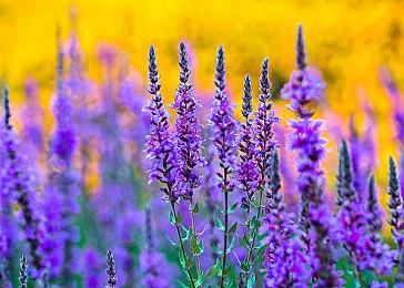 收获TGA诸多提名《心灵杀手2》十月主机活跃玩家却很少